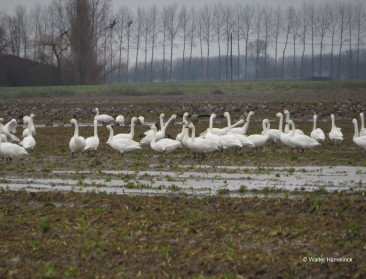 Oost-Vlaanderen beloont boeren die bietenresten aan vogels laten