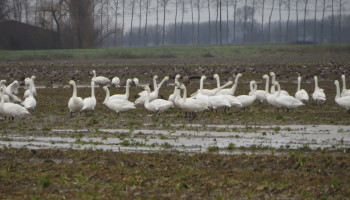 Oost-Vlaanderen beloont boeren die bietenresten aan vogels laten