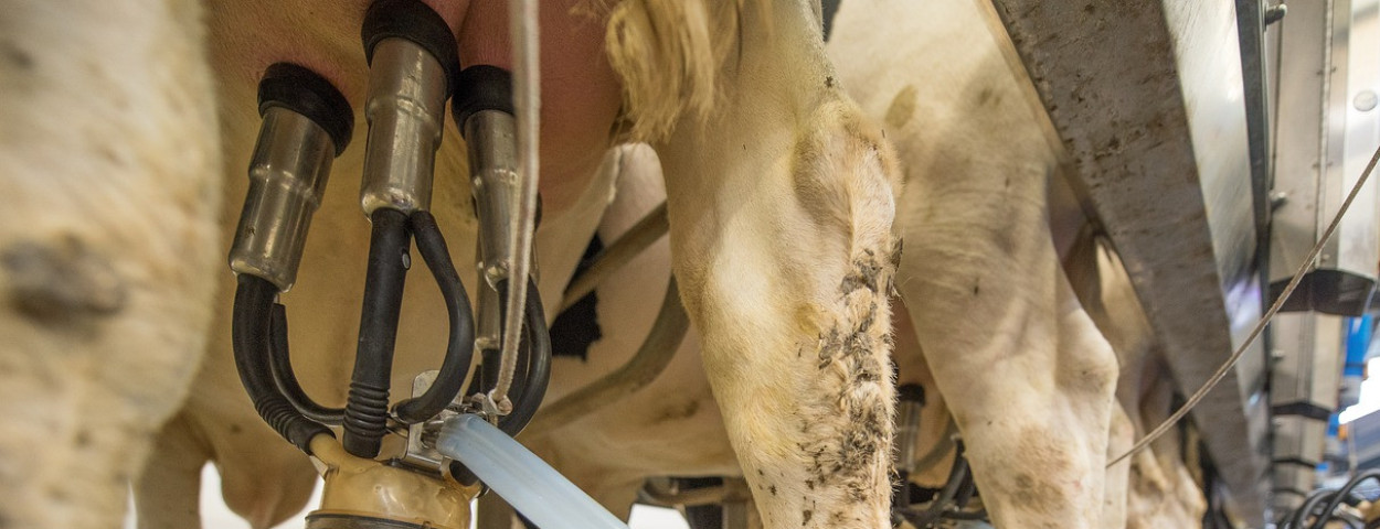 melkkoezuivelrobot-1280