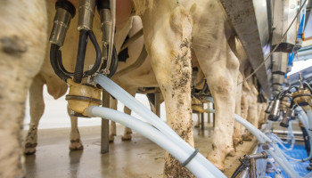 België stuurt EU richting crisismaatregelen voor zuivel