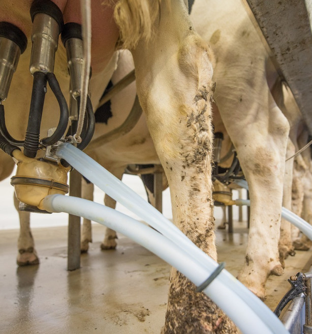 Melkprijsstijging na anderhalf jaar ten einde, maar vooruitzichten blijven goed