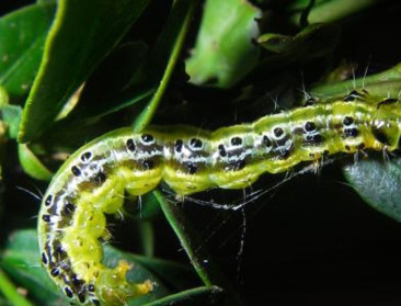 Buxusmot ontwaakt (nu al) uit winterslaap