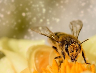 EU springt in de bres voor bestuivers