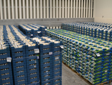 Overaanbod doet prijzen asperges kelderen