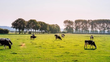 Voka wil weilanden langs Albertkanaal omzetten in industriegrond