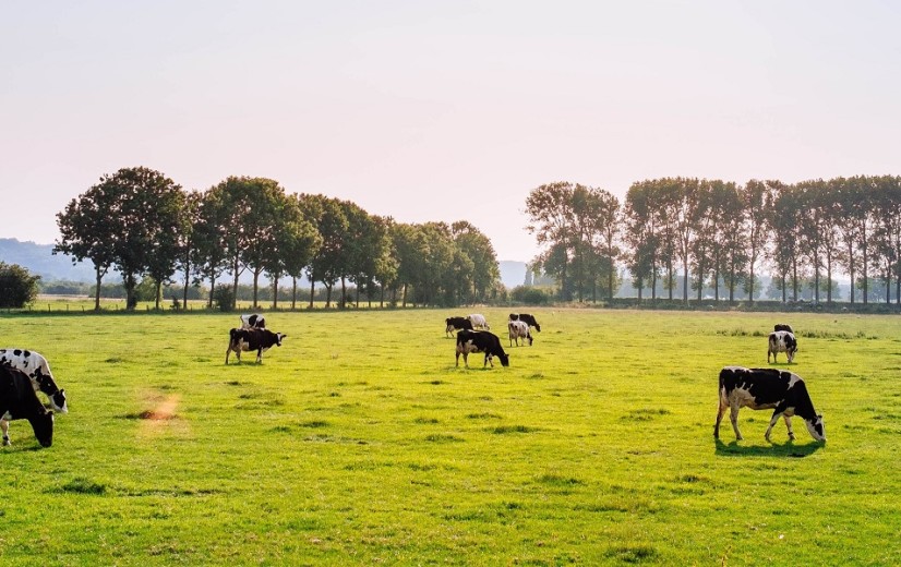 Voka wil weilanden langs Albertkanaal omzetten in industriegrond