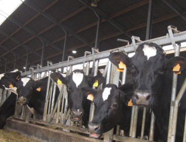 “Van koe tot fles, alles gebeurt op de boerderij”