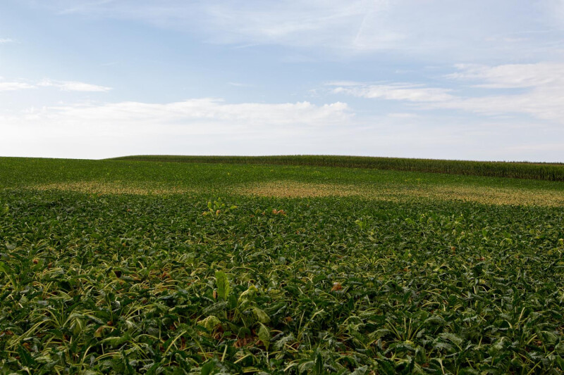 Bieten beginnen ook af te zien in regio Riemst