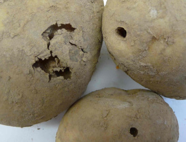FAVV informeert aardappelboeren over aaltjesbestrijding