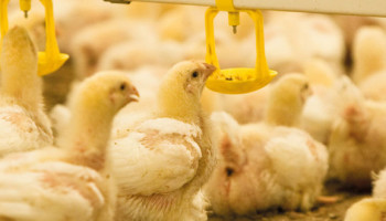 Zullen pluimveeprijzen vallen door overproductie?
