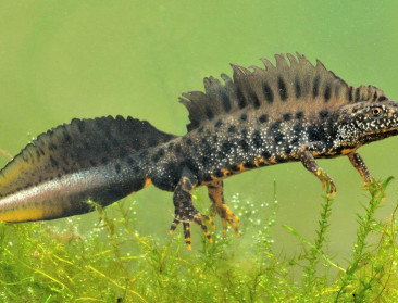 Leg een poel aan en help de kamsalamander