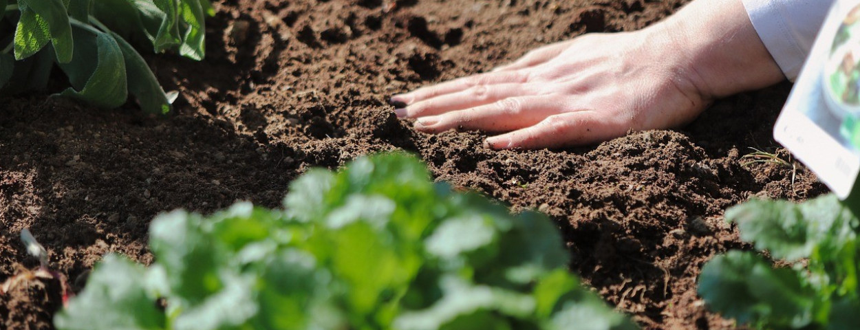 biologisch-biolandbouw-zaaien-plant-salie-1280