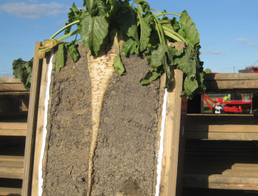 Suikerbieten hebben lange droogteperiode best doorstaan