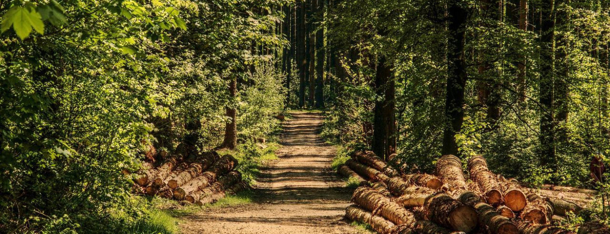 bosbiodiversiteitnatuurgebiedbomen-1280
