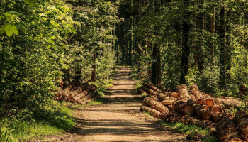 Bebossingproject op 12,4 hectare landbouwgrond in Kontich