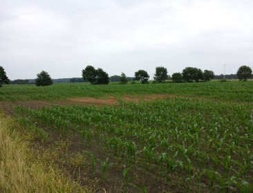 Boer krijgt hulp van vrijwilligers bij onkruid wieden