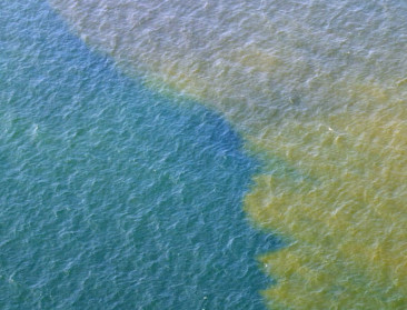 "Algen oplossing voor aantal grote milieuproblemen"