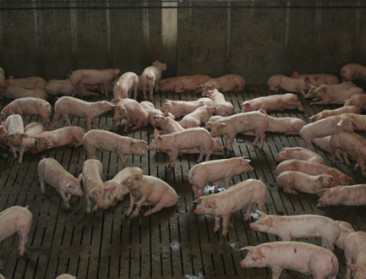 "Russische varkenssector zelfvoorzienend tegen 2020"