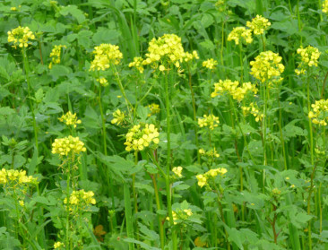 Welke verplichtingen komen er bij vanggewas kijken?