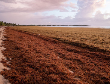 Algen verpesten strandvakanties aan Golf van Mexico