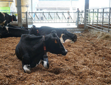 Vlaamse melkveehouders registreren voortaan antibiotica