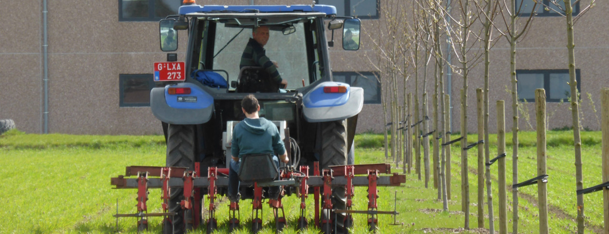 agroforestry