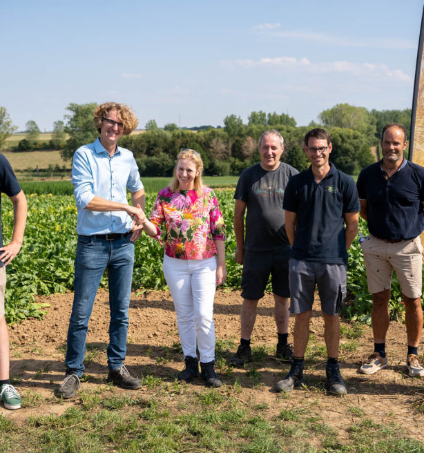 Limburgs pilootproject start onderzoek naar duurzamere teelt suikerbieten en cichorei