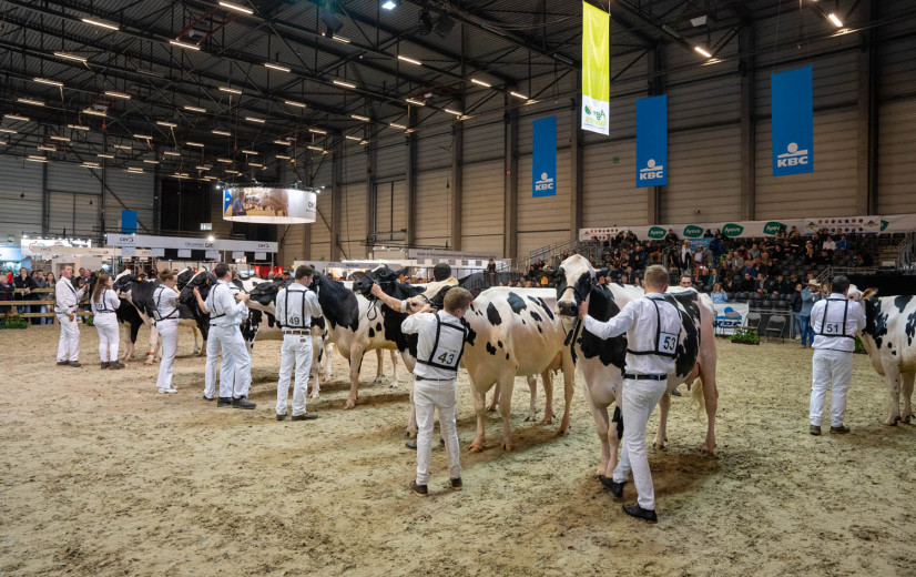 Rundveekampen Agriflanders dan toch geannuleerd door MKZ-dreiging