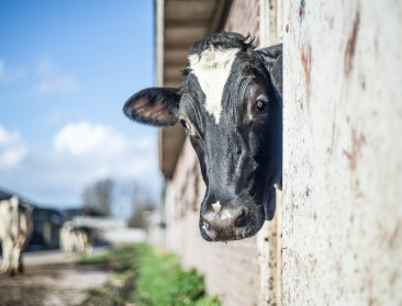 Onderzoekscentra, landbouw- en brancheorganisaties bundelen krachten voor meer klimaatbewuste melkveehouderij