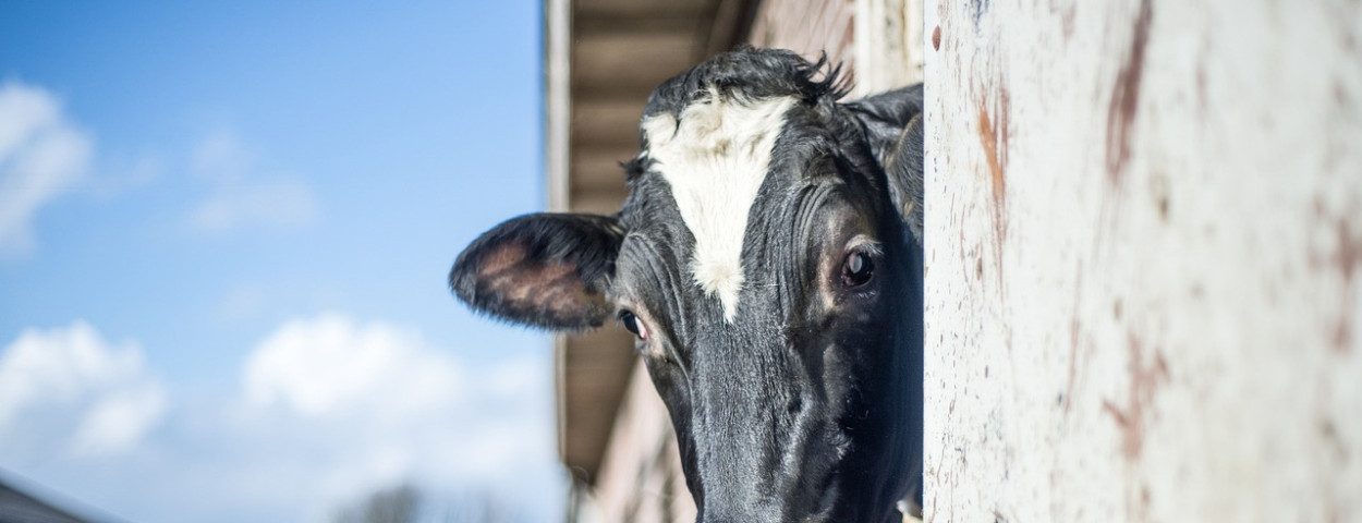 melkveekoe-1280