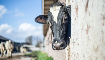 Onderzoekscentra, landbouw- en brancheorganisaties bundelen krachten voor meer klimaatbewuste melkveehouderij