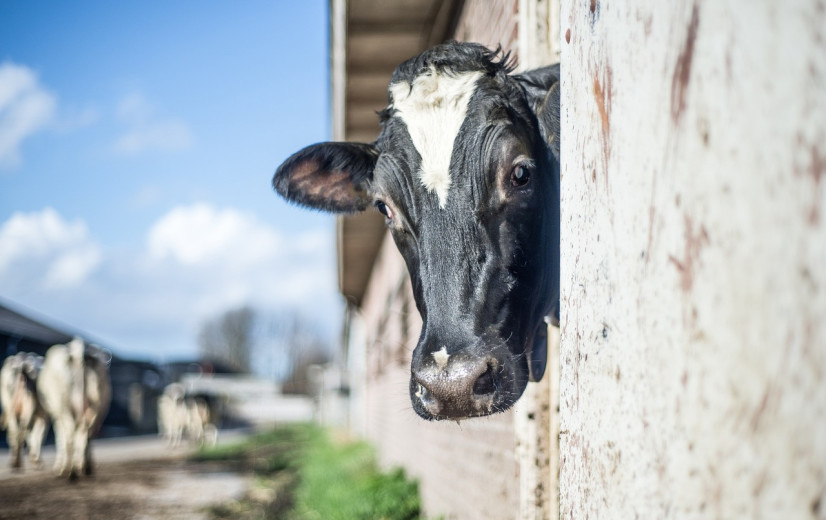 Onderzoekscentra, landbouw- en brancheorganisaties bundelen krachten voor meer klimaatbewuste melkveehouderij