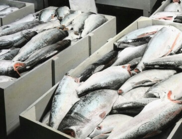 Na jaren procederen: zalmkwekerij in haven van Oostende komt er niet