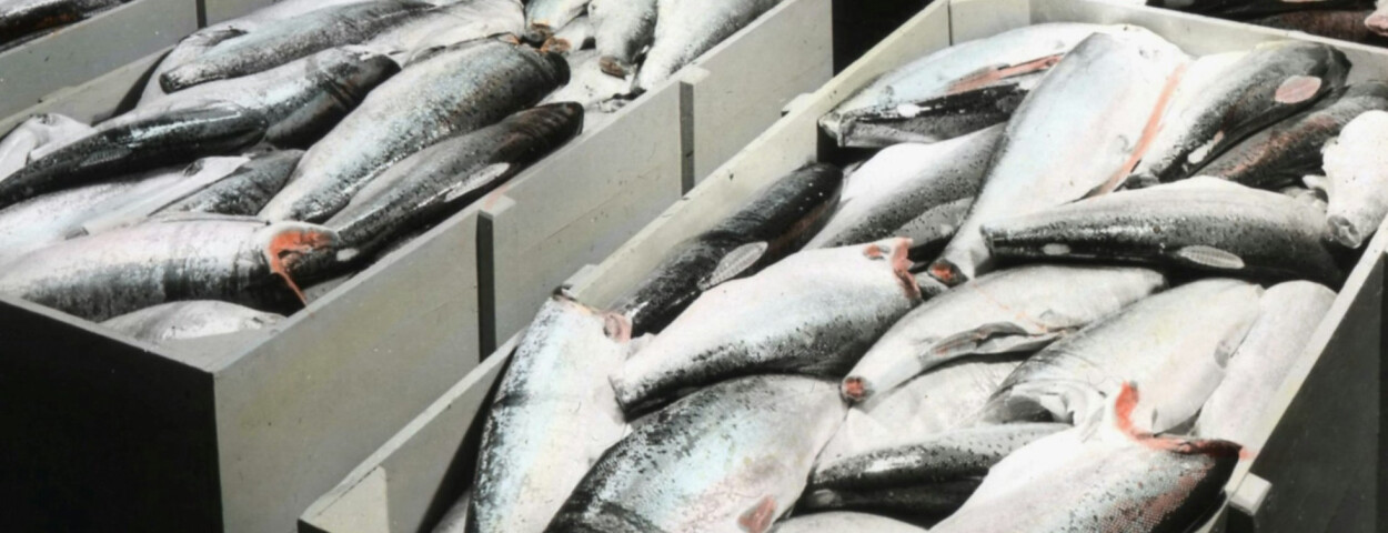 zalm kwekerij unsplash