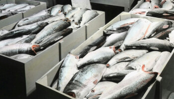 Na jaren procederen: zalmkwekerij in haven van Oostende komt er niet