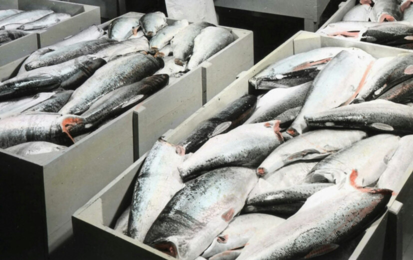 Na jaren procederen: zalmkwekerij in haven van Oostende komt er niet