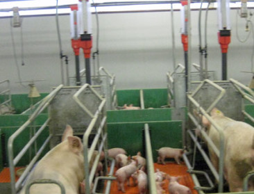 Grootschalig fokvarkensbedrijf verontrust Halenaars