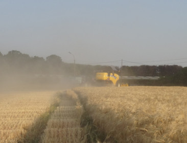 Gemiddelde EU-graanopbrengst bij ruim wereldwijd aanbod