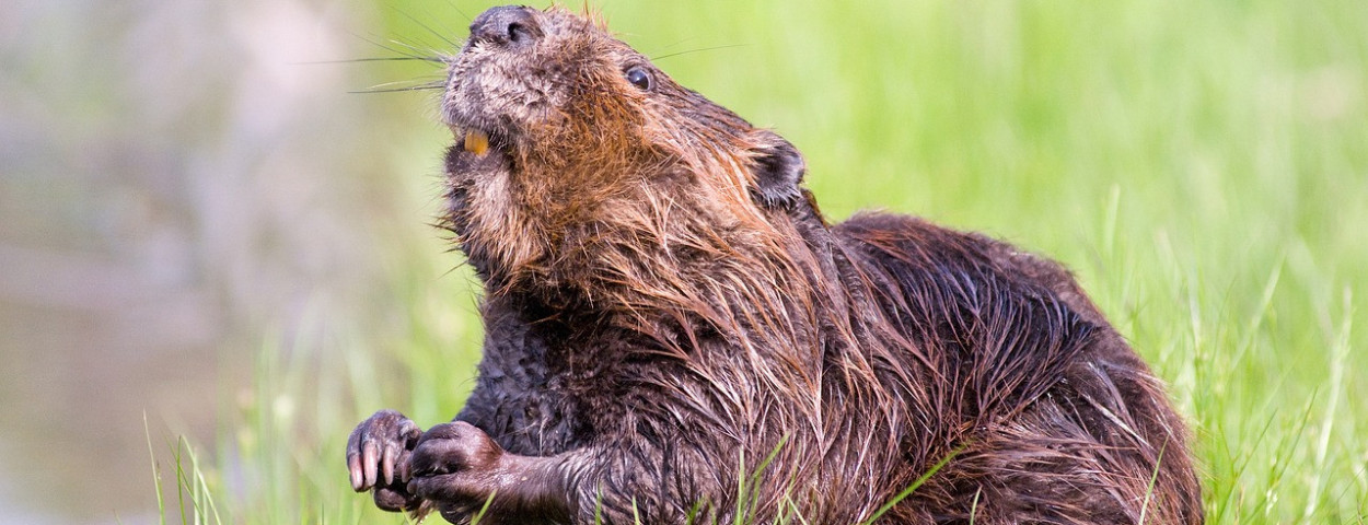 bever