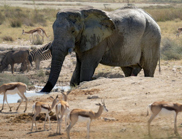 Namibië begint met slachten van honderden wilde dieren door hongersnood