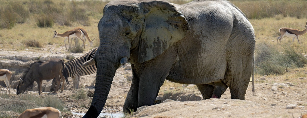 olifantwildnamibie