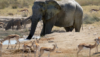 Namibië begint met slachten van honderden wilde dieren door hongersnood