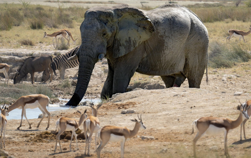 Namibië begint met slachten van honderden wilde dieren door hongersnood