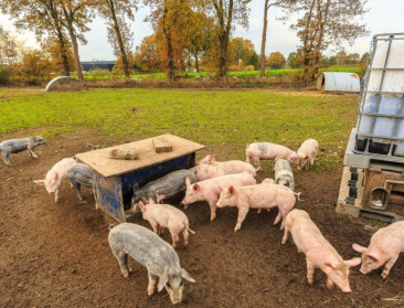 Zelfscan om het welzijn van varkens in vrije uitloop te monitoren           
