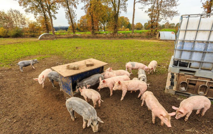 Nieuw onderzoeksproject moet biologische veehouderij verzoenen met stikstofregels