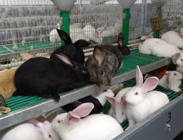 Voortaan is registratie verplicht voor konijnenhouder