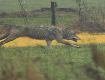 Surplus killing door wolf verklaart schaapsdodingen op de Kalmthoutse Heide