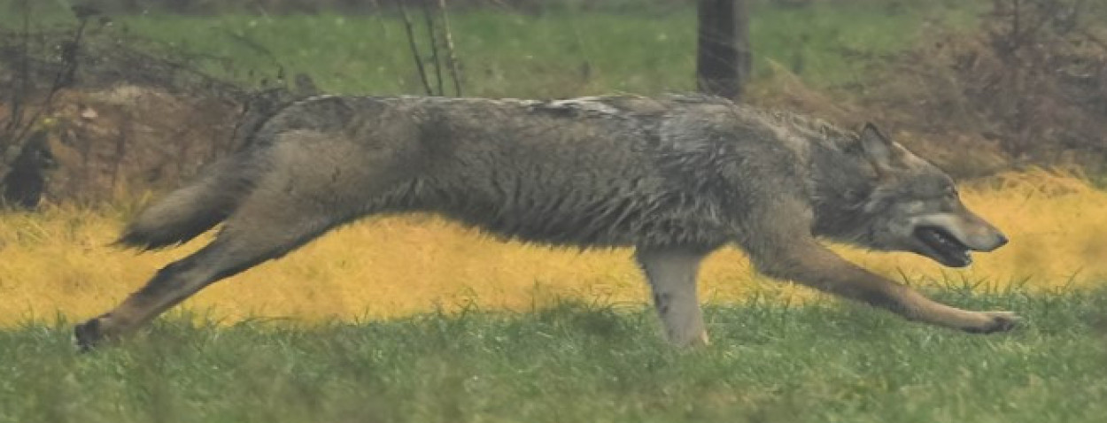 Wolf in Limburg_02_ foto door Robby Scheelen