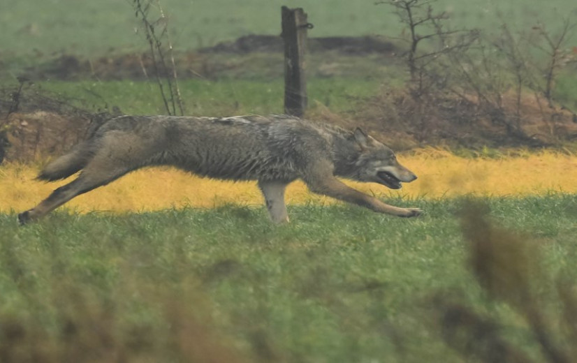 Sinds september bestaat wolvendieet uit fors groter aandeel kleinvee