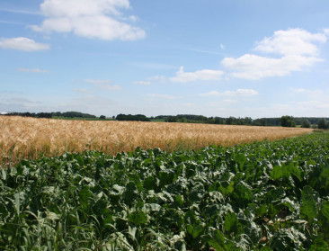 Tiense Suiker geeft details vrij over nieuw contract
